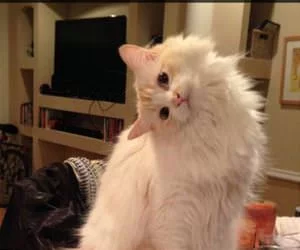I_Think_My_Cat_Is_Broken8443_s.webp