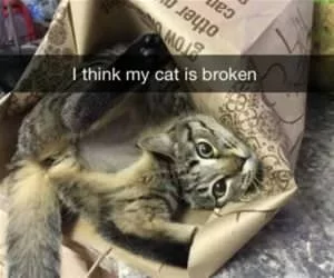 I_Think_My_Cat_Is_Broken8602_s.webp