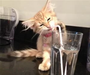 I_Want_A_Sip9737_s.webp
