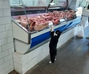 I_Want_Some_Meats_s.webp