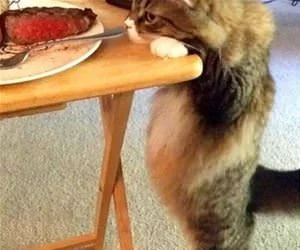 I_Want_Some_Steak_s.webp