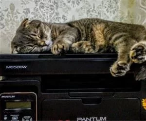I_Want_To_Sleep_Here1421_s.webp