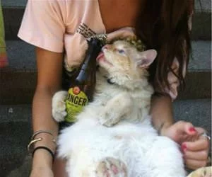 I_Wants_Dis7784_s.webp