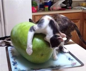 I_Will_Eat_This_Whole_Thing_s.webp