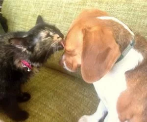 I_Will_Kiss_You_s.webp