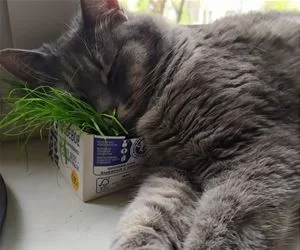 I_Will_Nap_Here_s.webp