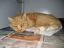ikoon_kat_008.webp