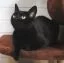 ikoon_Negresa_(9)_(Small).webp