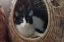 ikoon_Rachel-2-200x130.webp
