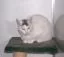 ikoon_tyger.webp
