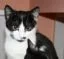 ikoon_zora-1.webp
