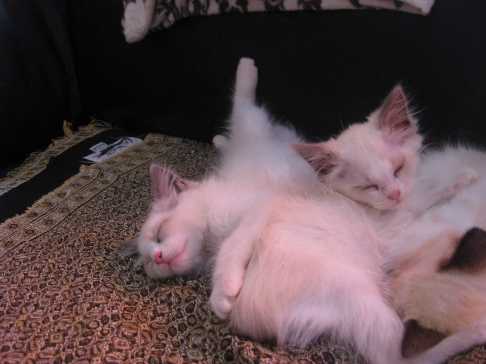 image.webp