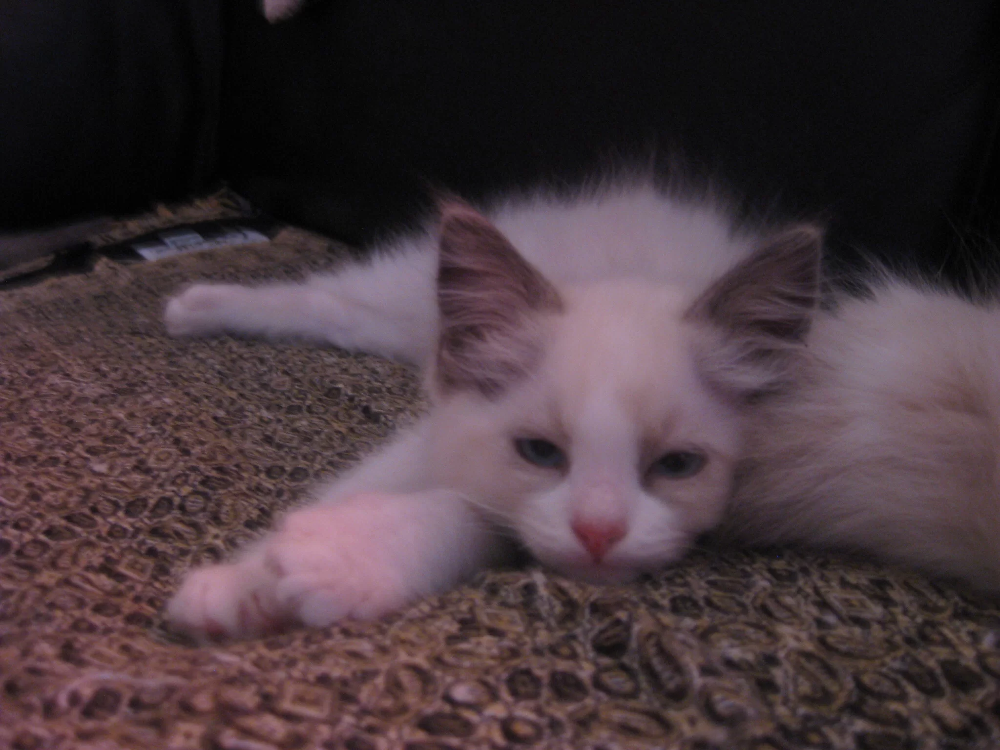 image.webp
