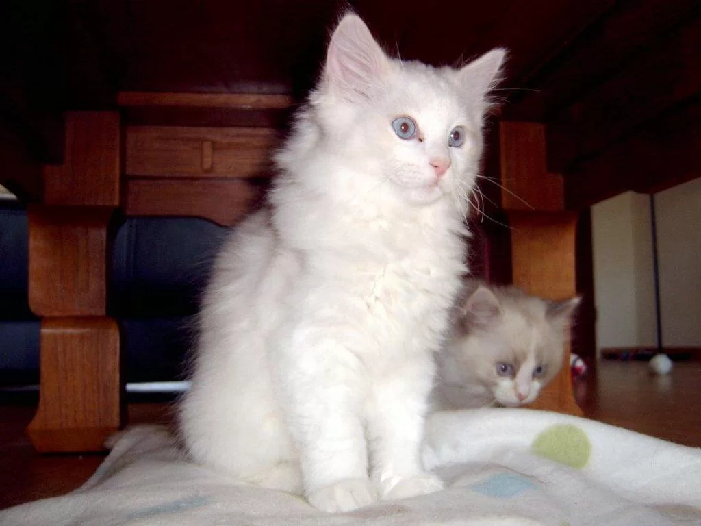 image.webp