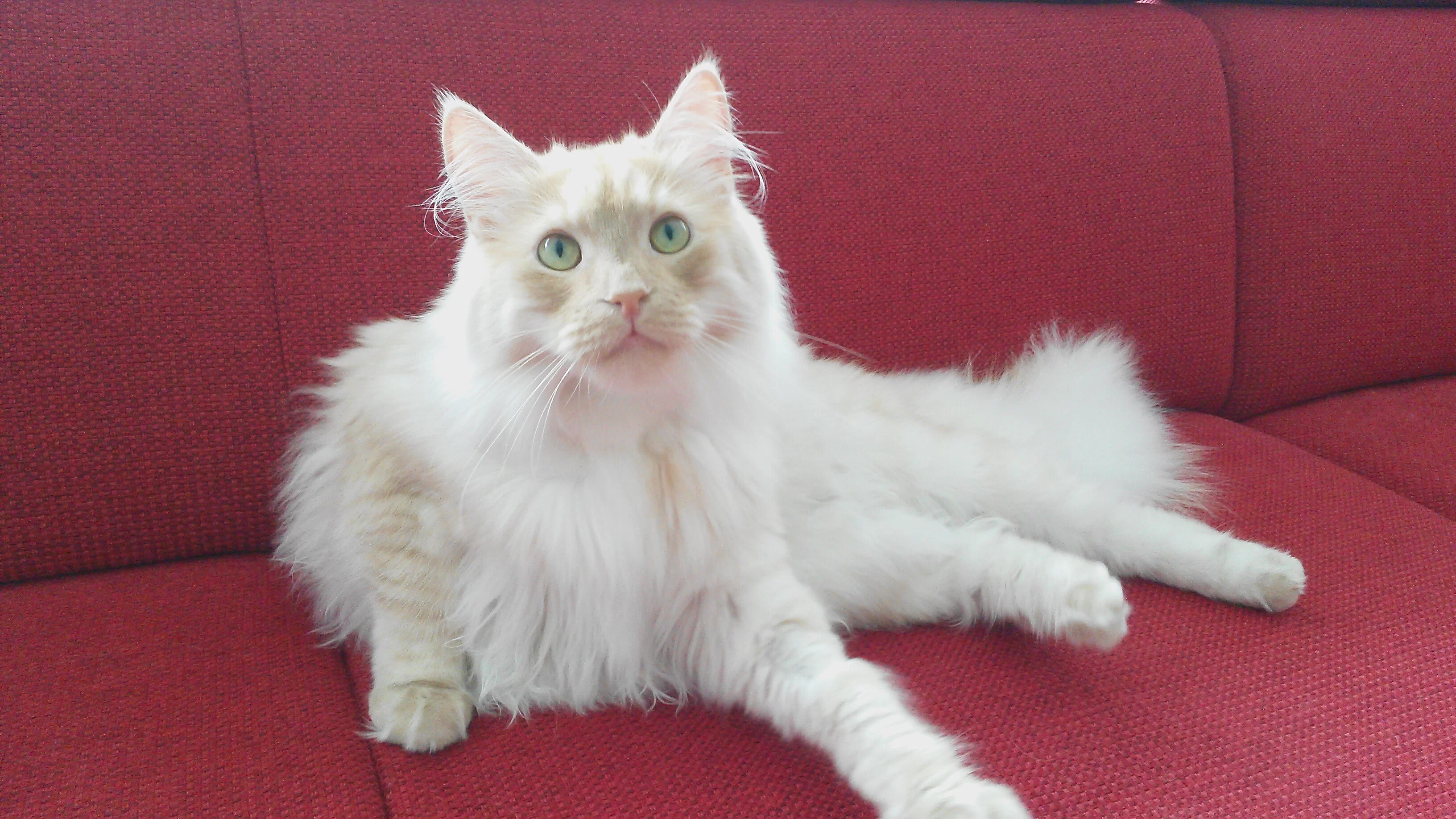 image.webp