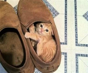 In_My_Shoe_s.webp