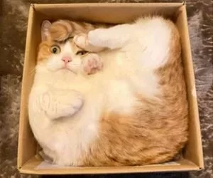In_That_Box_s.webp