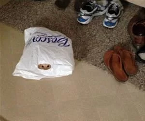 In_The_Bag5077_s.webp