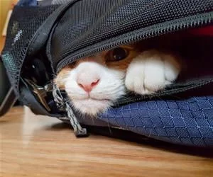 In_The_Bag7758_s.webp