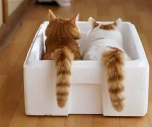 In_The_Box2914_s.webp