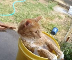 In_The_Bucket9957_s.webp