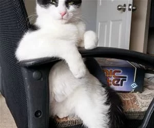 In_The_Chair_s.webp