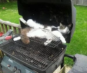In_The_Grill_s.webp