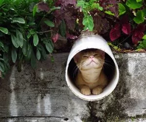 In_The_Pipe_s.webp