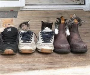 In_The_Shoes_s.webp