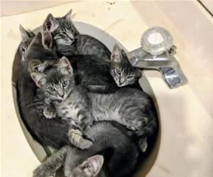 In_The_Sink8315_s.webp