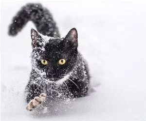 In_The_Snow_s.webp