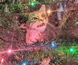 In_The_Tree_s.webp