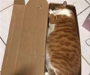 In_This_Box_s.webp