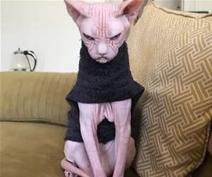 Interesting_Cat_s.webp