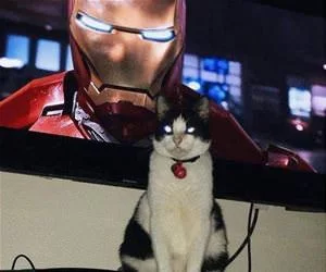 Iron_Cat_s.webp