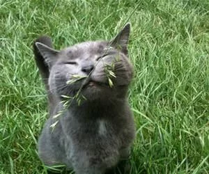 Itching_My_Face_s.webp