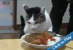japanese-cat-loves-this-food.webp