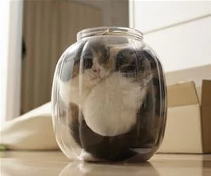 Jar_Of_Cat3013_s.webp