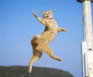 Jump_Catch_s.webp