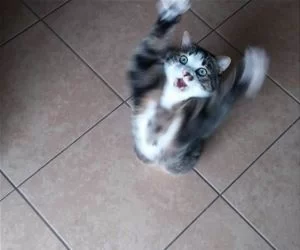 Jump_Up_Jump_Up4004_s.webp