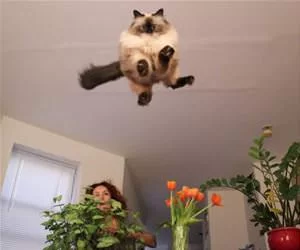 Jumping_For_Big_Joy_s.webp