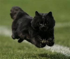 Jumping_For_Fun_s.webp