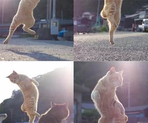 Jumping_For_Joy4499_s.webp