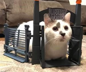 Jurassic_Cat_s.webp