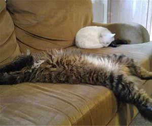Just_Relaxing_On_The_Couch_s.webp