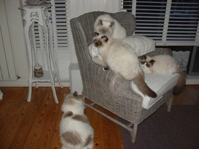 katten 2-3-2014 008.webp