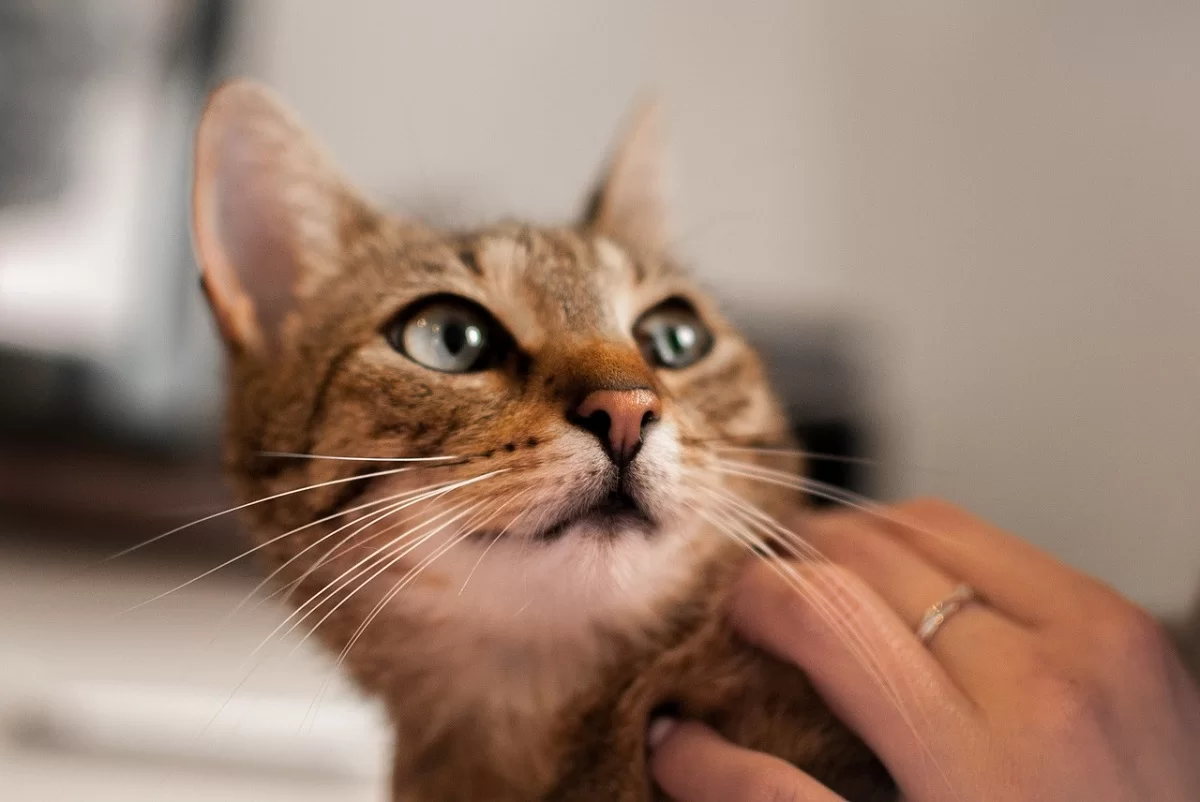 kattencafe.webp