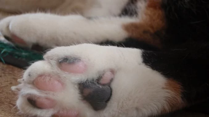 kattenpootjes-voetjes-kattenpootje-kattenherplaatsing-2-678x381.jpg