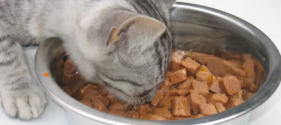 kattenvoer.webp