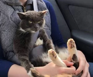 Keeping_The_Kitty_Safe_s.webp